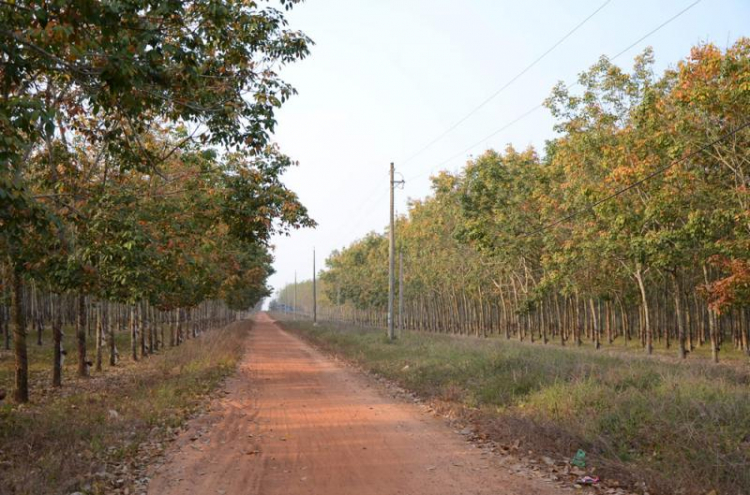 Off chụp hình Cao su mùa thay lá năm 2015 vào chủ nhật 1/2/2015 - HÌNH ẢNH TỪ TRANG 8 Off chụp hình Cao su mùa thay lá năm 2015 vào chủ nhật 1/2/2015 - HÌNH ẢNH TỪ TRANG 8
