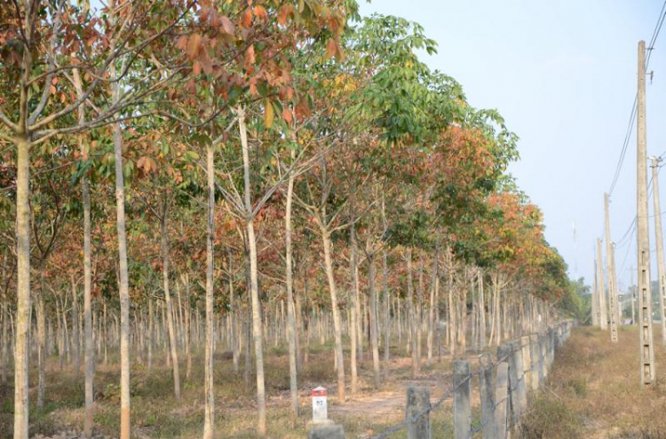 Off chụp hình Cao su mùa thay lá năm 2015 vào chủ nhật 1/2/2015 - HÌNH ẢNH TỪ TRANG 8 Off chụp hình Cao su mùa thay lá năm 2015 vào chủ nhật 1/2/2015 - HÌNH ẢNH TỪ TRANG 8