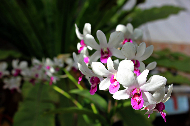 Hoa lan ...nét đẹp Vương Giả Hoa lan ...nét đẹp Vương Giả