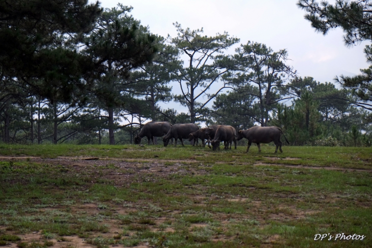 Ký sự ảnh Forester Dalat Bidoup Làng Cù Lần 12-14 June 2015