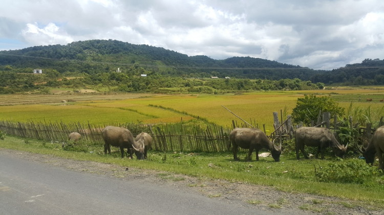 Picture bằng điện thoại