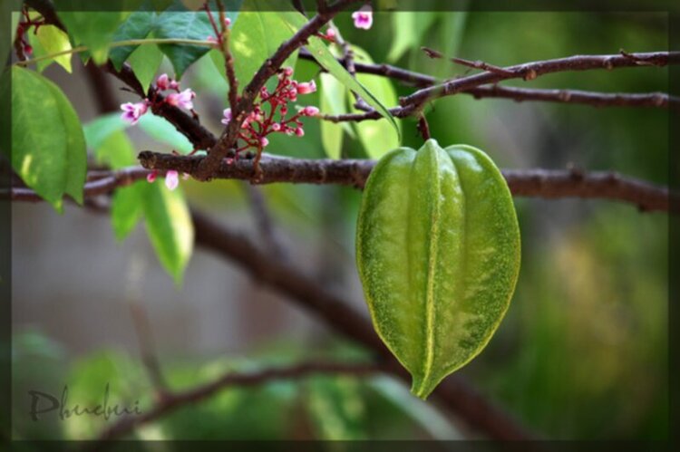 Vườn hoa của ... các bác! Em mời các bác vào đây ... trồng hoa ạ!