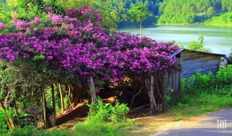 Nhớ Đà Lạt Quá Các Bác Ạ! Nhớ Đà Lạt Quá Các Bác Ạ!