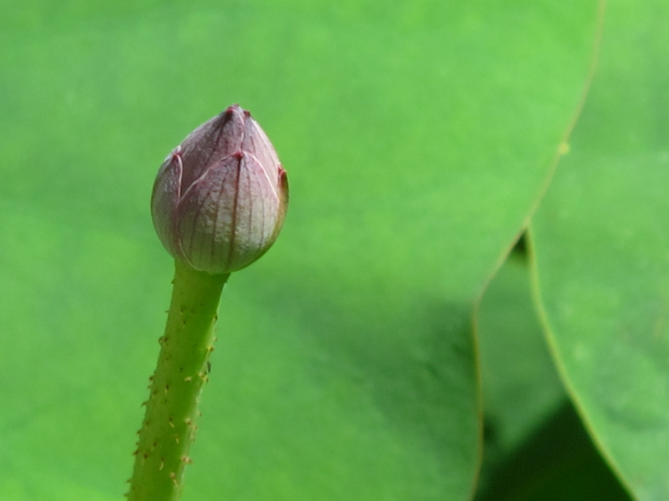 Vườn hoa của ... các bác! Em mời các bác vào đây ... trồng hoa ạ!