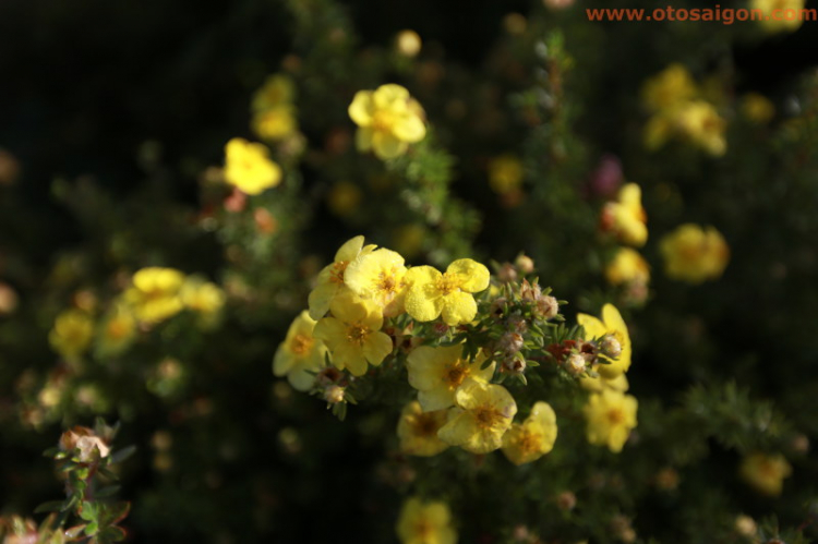 Châu Âu 2014 :  Thu vàng cùng C mới