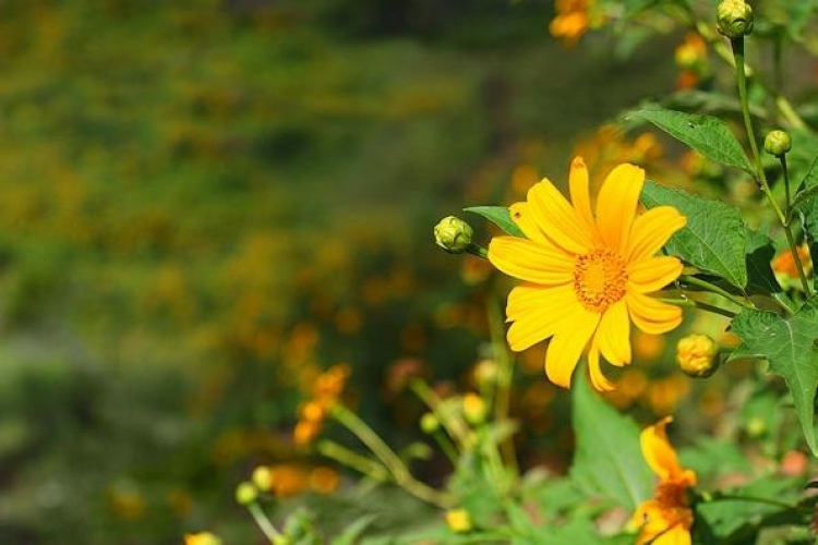 DALAT GIỜ CHỈ CÒN TRONG KÝ ỨC DALAT GIỜ CHỈ CÒN TRONG KÝ ỨC
