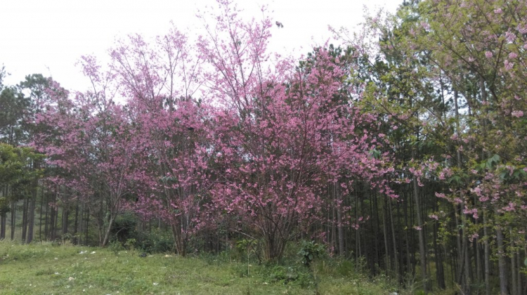 Tổng hợp các thớt về DALAT từ A đến Z Tổng hợp các thớt về DALAT từ A đến Z
