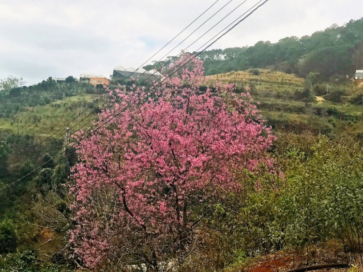 Cập nhật mai anh đào - Đà Lạt