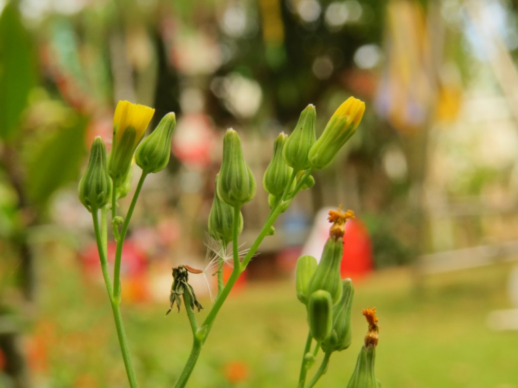 Chụp macro bằng close-up filter