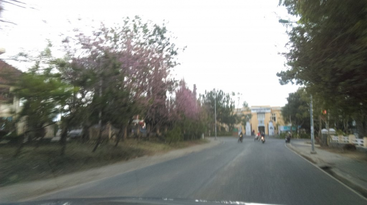 Cập nhật mai anh đào - Đà Lạt Cập nhật mai anh đào - Đà Lạt