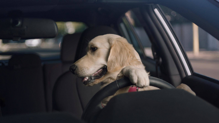 Subaru tung các video quảng cáo xe với nhân vật chính là các chú chó vui nhộn