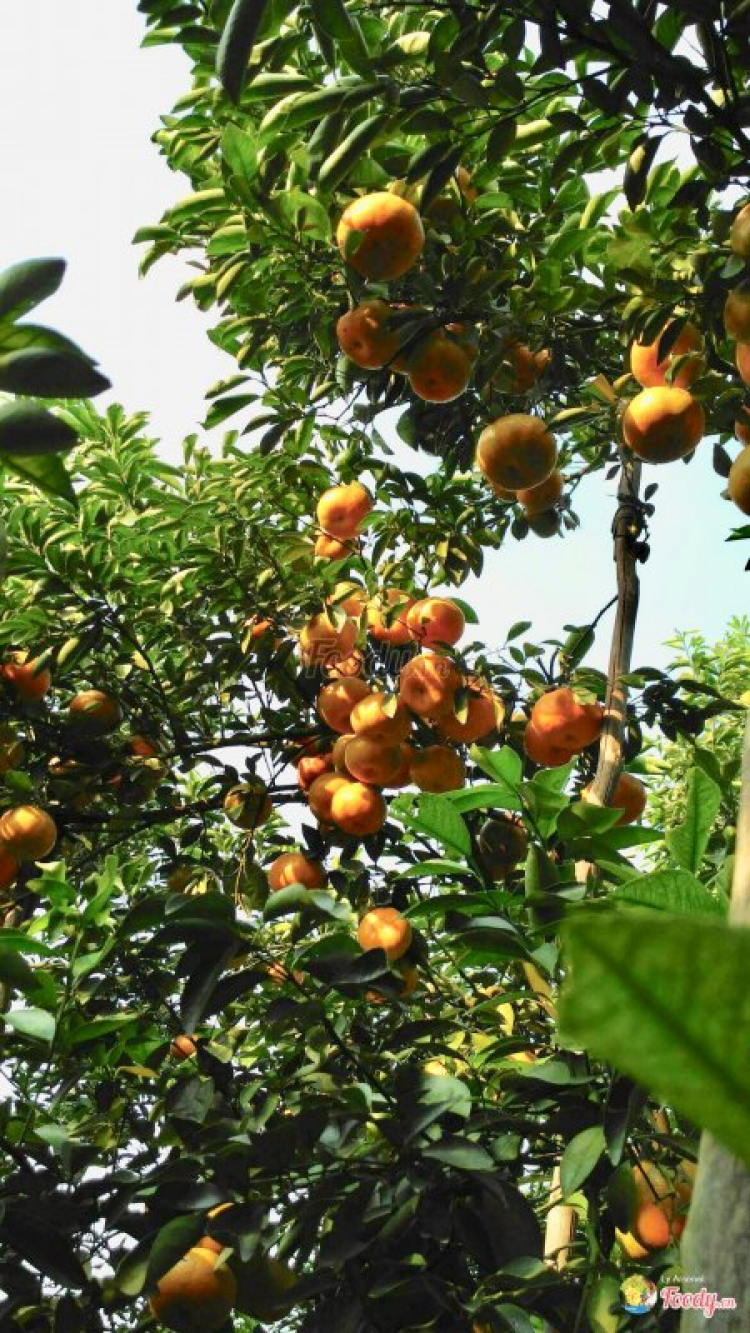 Đi vườn Quýt Lai Vung-Đồng Tháp Đi vườn Quýt Lai Vung-Đồng Tháp