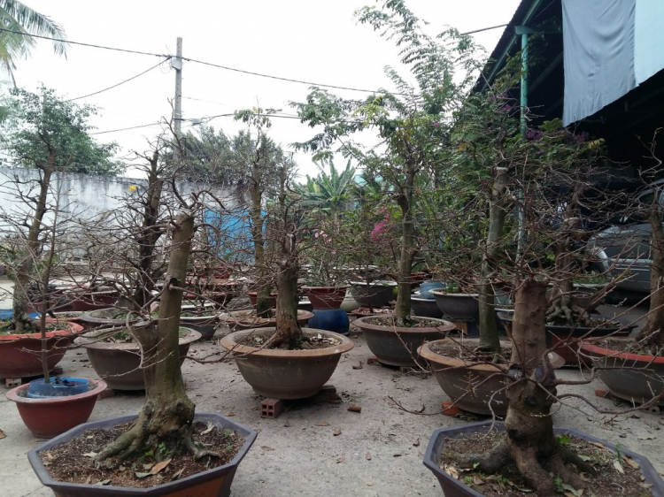 Jolie - Chiếc xe thân thiện Jolie - Chiếc xe thân thiện