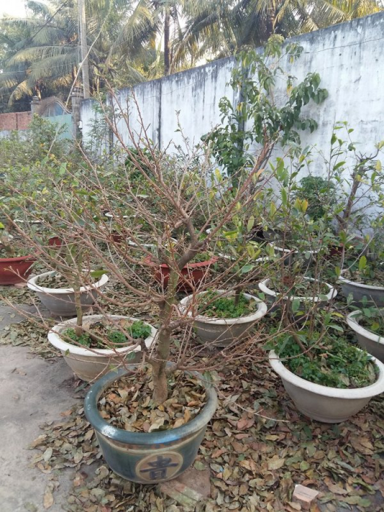 Jolie - Chiếc xe thân thiện Jolie - Chiếc xe thân thiện