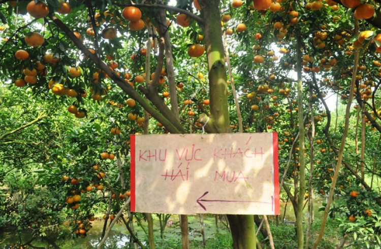 Đi vườn Quýt Lai Vung-Đồng Tháp