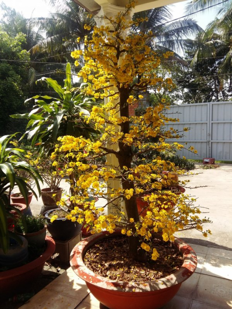 Jolie - Chiếc xe thân thiện Jolie - Chiếc xe thân thiện