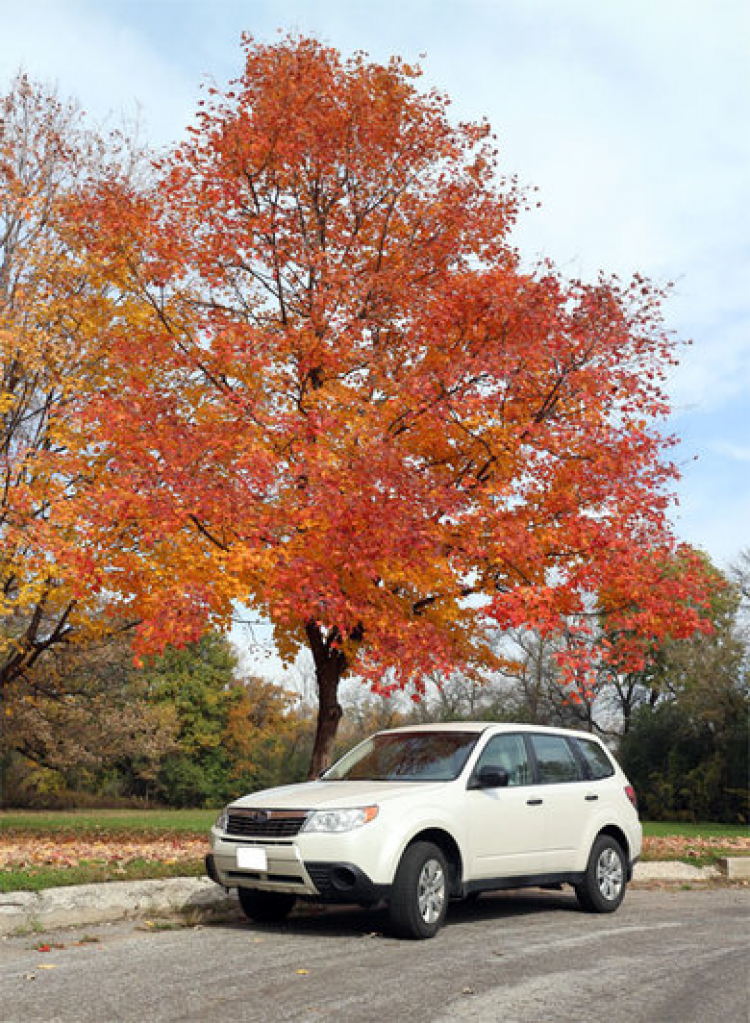 Viết lung tung với Forester :)