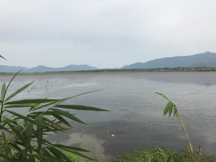 Đúng là đầm Trà Ổ Phù Mỹ có cá chình ngon tuyệt! Đúng là đầm Trà Ổ Phù Mỹ có cá chình ngon tuyệt!