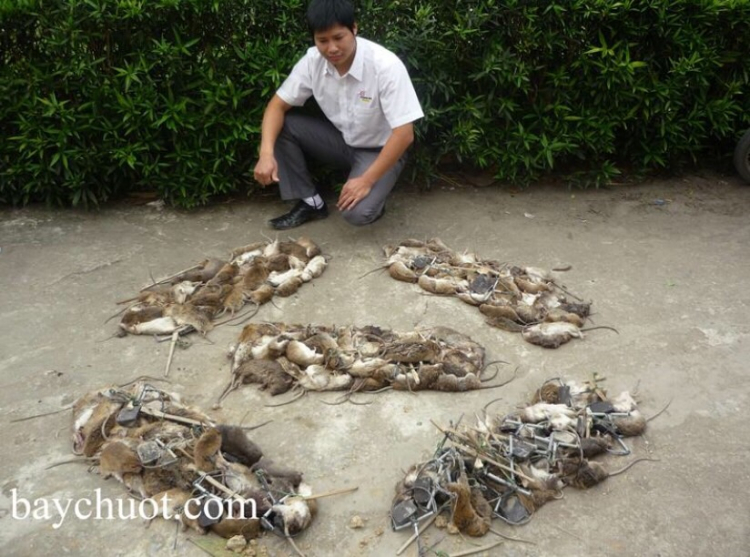 Xua đuổi chuột trên xe??????? Xua đuổi chuột trên xe???????