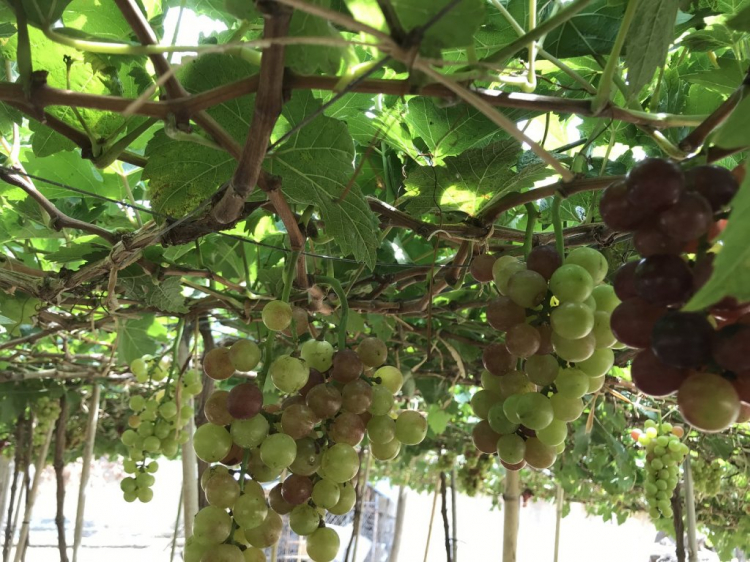Xuyên Việt hè 2018 - Hạ Long vẫy gọi Xuyên Việt hè 2018 - Hạ Long vẫy gọi