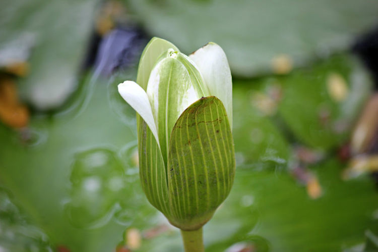 Vườn hoa của ... các bác! Em mời các bác vào đây ... trồng hoa ạ!