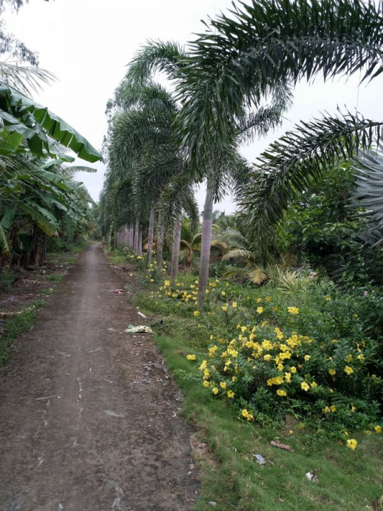 Trồng cây, nuôi cá nghỉ ngơi