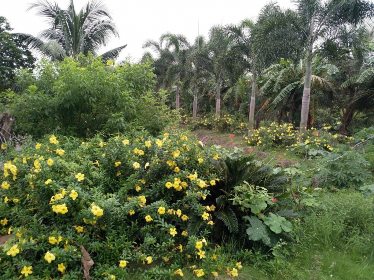 Trồng cây, nuôi cá nghỉ ngơi