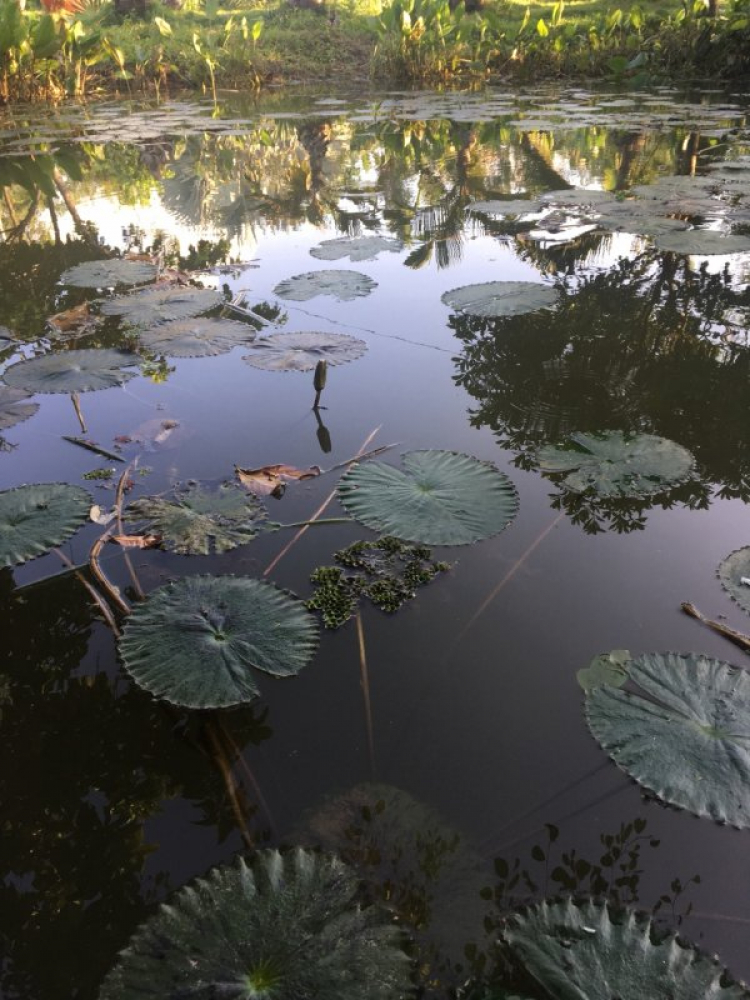 Trồng cây, nuôi cá nghỉ ngơi