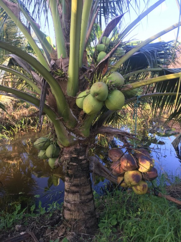 Trồng cây, nuôi cá nghỉ ngơi