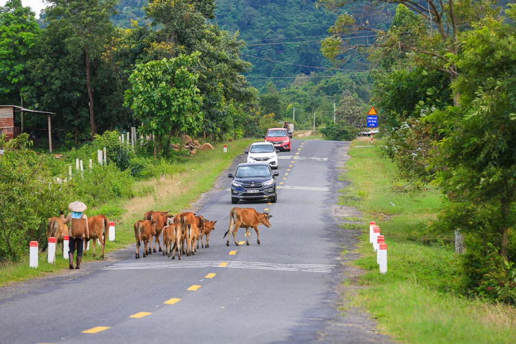 Đi 400 km, Honda Jazz tiêu hao trung bình 4,5L/100km; CR-V "uống" 5,5L/100km