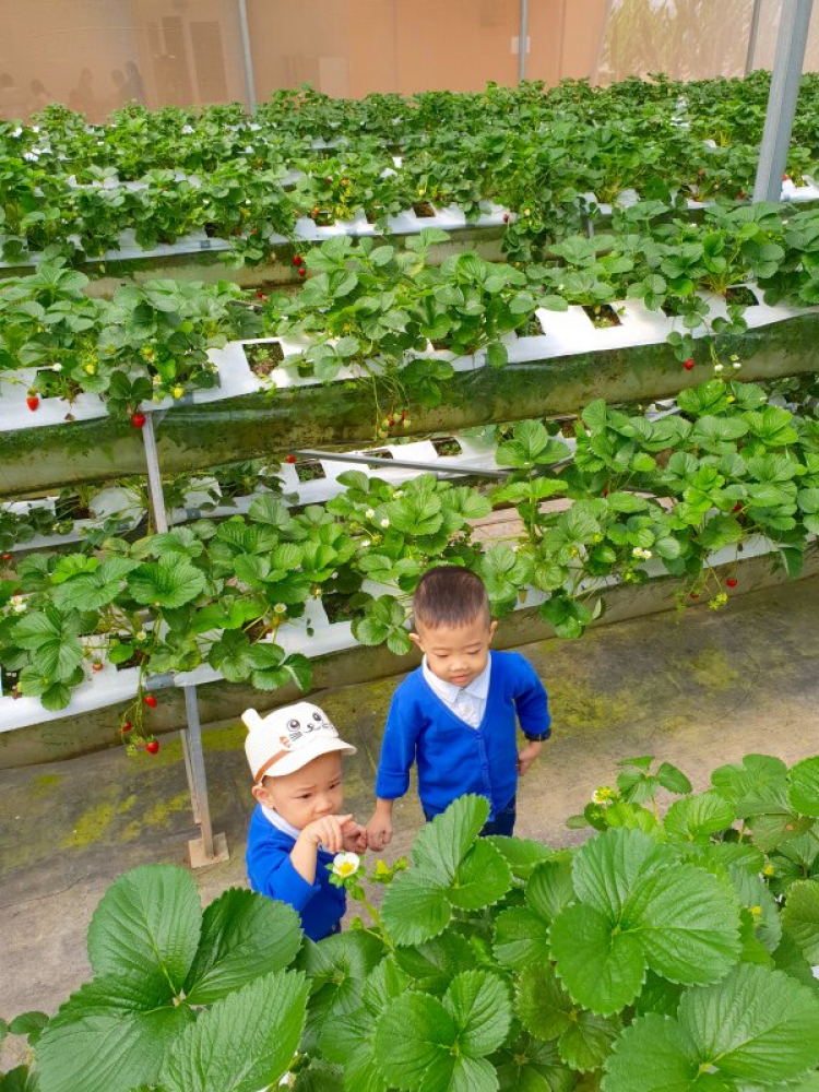 Thông tin về vườn dâu Hoa Thắng Thịnh (Đà Lạt).