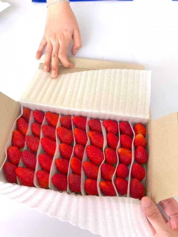 Thông tin về vườn dâu Hoa Thắng Thịnh (Đà Lạt).