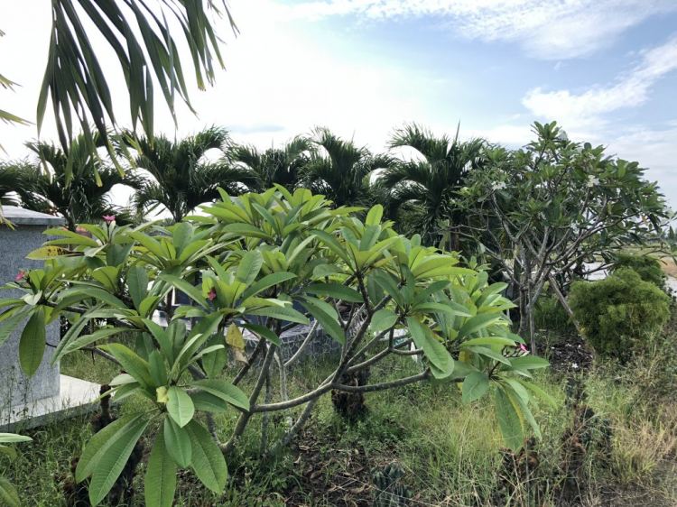 Ban công hướng tây, nên trồng cây gì