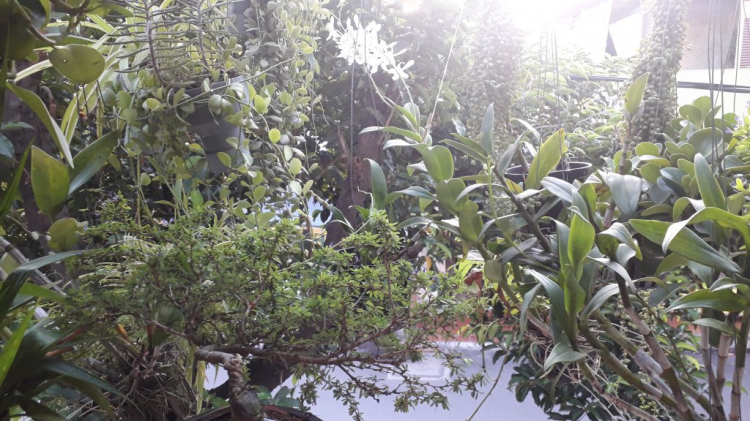 Ban công hướng tây, nên trồng cây gì Ban công hướng tây, nên trồng cây gì