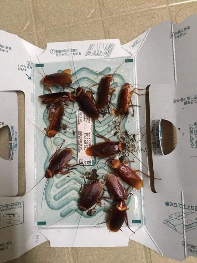 Bẫy gián oto Bẫy gián oto