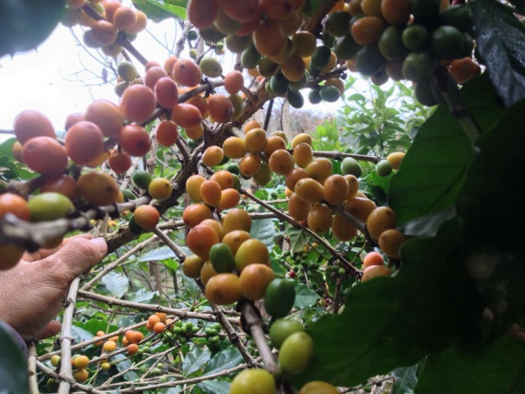 Em hỏi mấy anh sành cafe Em hỏi mấy anh sành cafe