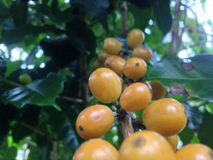 Em hỏi mấy anh sành cafe Em hỏi mấy anh sành cafe