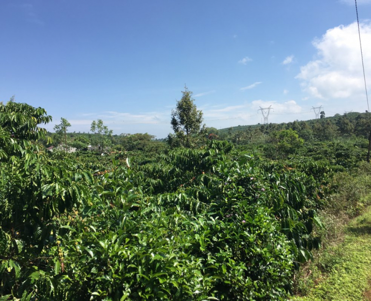 Đất làm Homestay ở Bảo Lộc Đất làm Homestay ở Bảo Lộc