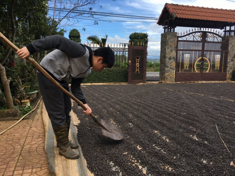 Mùa thu hoạch cà phê ở tây nguyên..