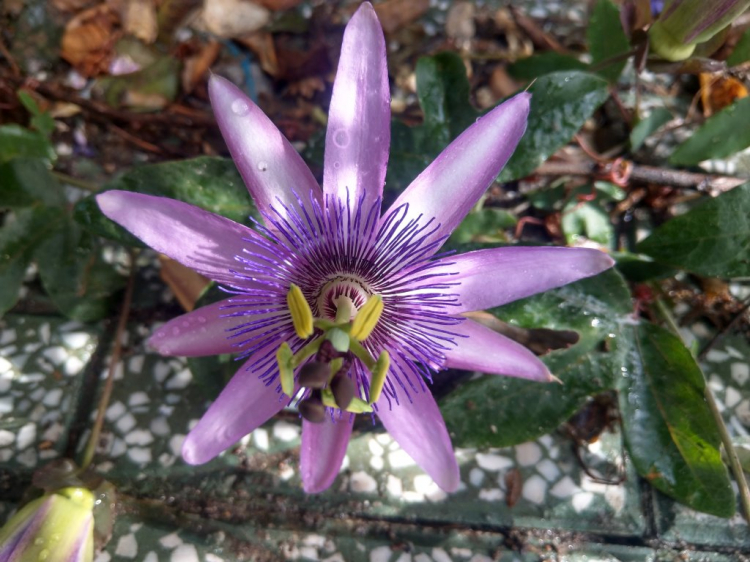 DALAT GIỜ CHỈ CÒN TRONG KÝ ỨC DALAT GIỜ CHỈ CÒN TRONG KÝ ỨC