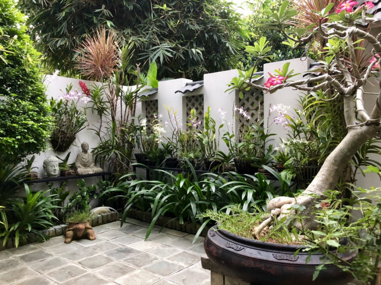 Tập tành chơi hoa lan (Denro nắng) Tập tành chơi hoa lan (Denro nắng)
