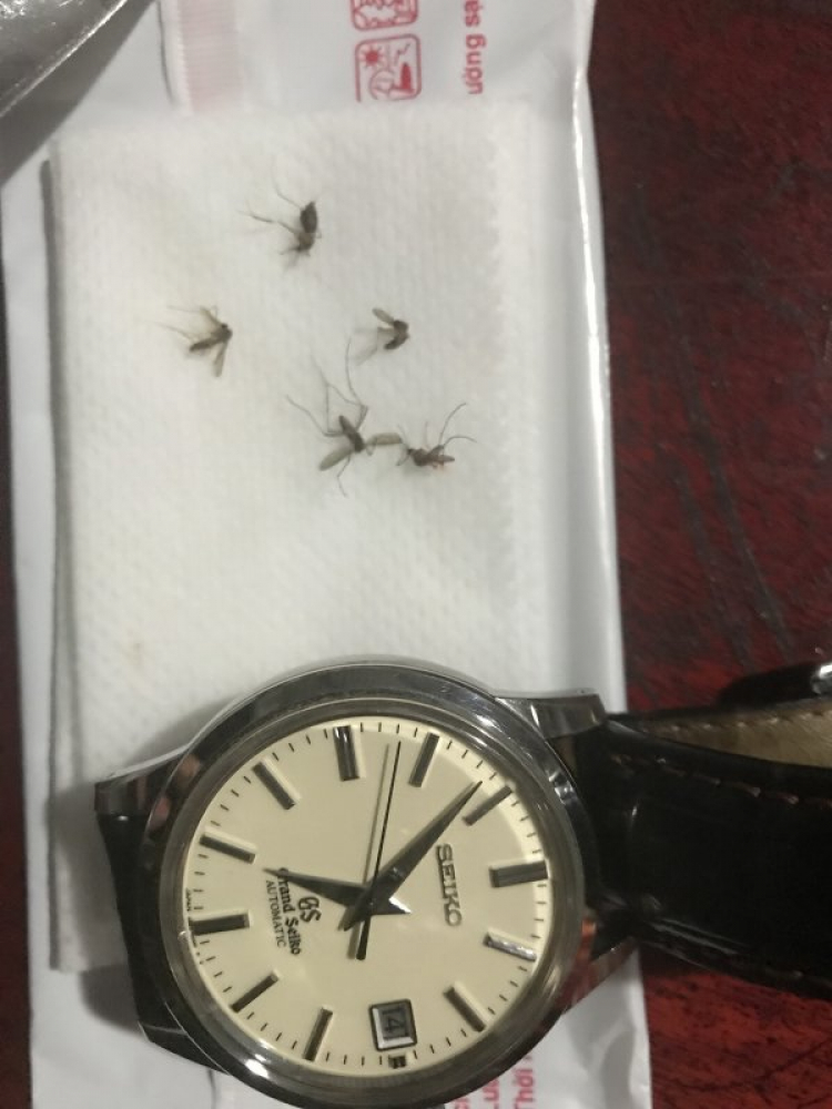 Đồng hồ NoMos vừa lạ vừa quen. Đồng hồ NoMos vừa lạ vừa quen.