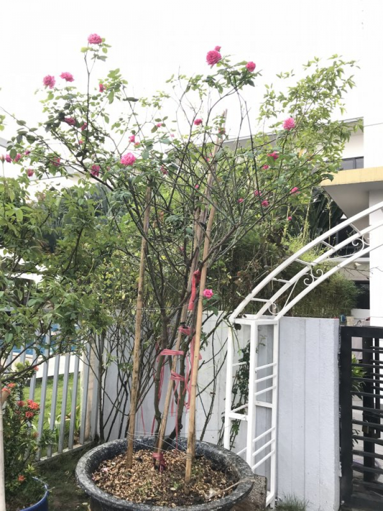 Tập tành chơi hoa lan (Denro nắng) Tập tành chơi hoa lan (Denro nắng)