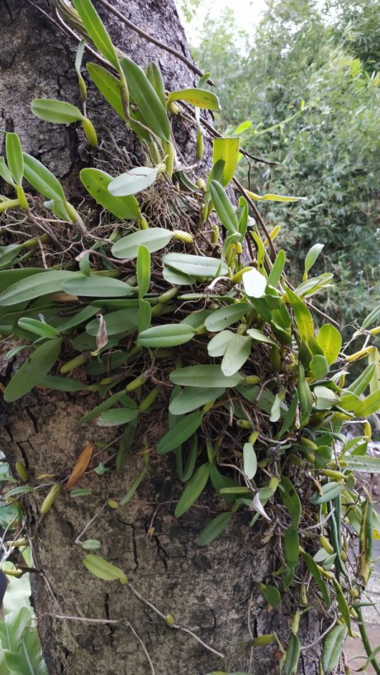 Tập tành chơi hoa lan (Denro nắng)