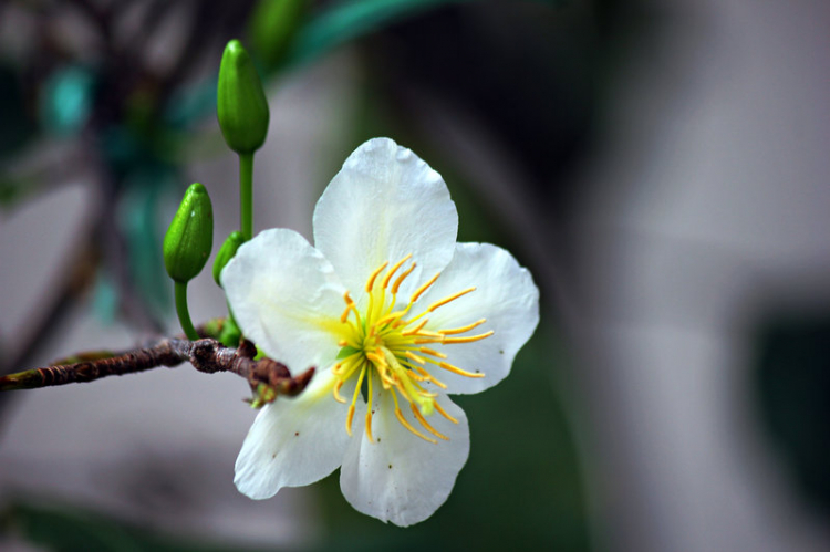 Vườn hoa của ... các bác! Em mời các bác vào đây ... trồng hoa ạ!