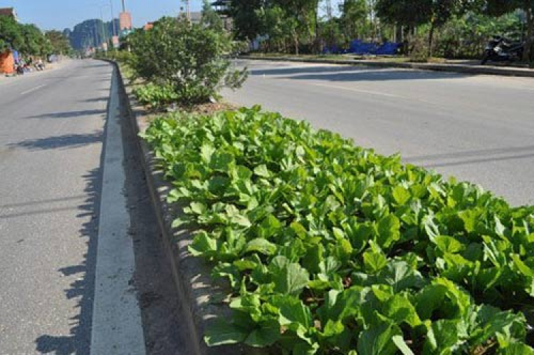 TP HCM cưỡng chế 112 nhà xây trên đất công TP HCM cưỡng chế 112 nhà xây trên đất công