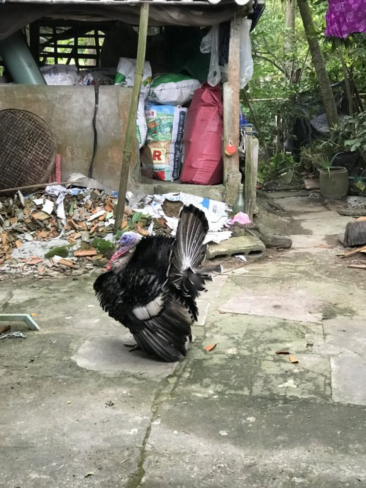 Chỗ bán ngỗng con Chỗ bán ngỗng con