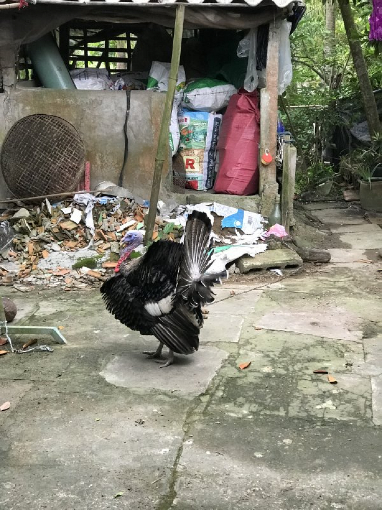 Chỗ bán ngỗng con Chỗ bán ngỗng con