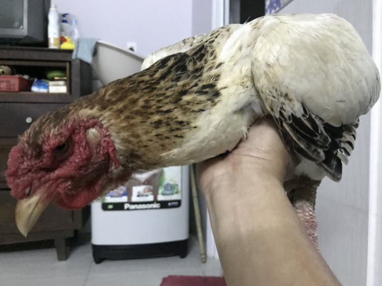 Jolie - Chiếc xe thân thiện Jolie - Chiếc xe thân thiện
