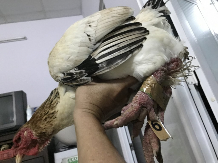 Jolie - Chiếc xe thân thiện Jolie - Chiếc xe thân thiện